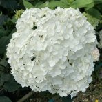 Hortenzia stromčekovitá (Hydrangea arborescens) 'FlowerWOW®' First Edition® - výška 30-40 cm, kont. C3L/P19 - OBROVSKÉ KVETY